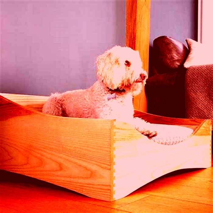 Specialty Dog Beds Providing Your Pet with Exceptional Comfort