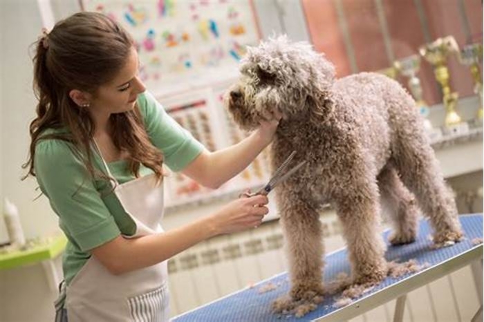 Specialty Dog Grooming: Providing Your Pet with Exceptional Care