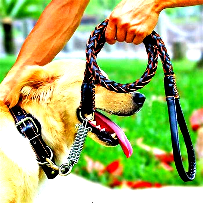 Specialty Dog Leashes Providing Your Pet with Exceptional Accessories