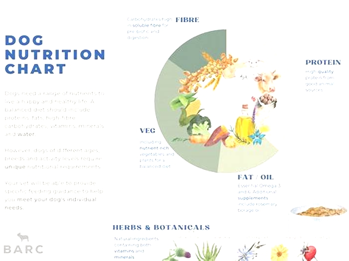 Specialty Dog Nutrition: Providing Tailored Diets for Optimal Health