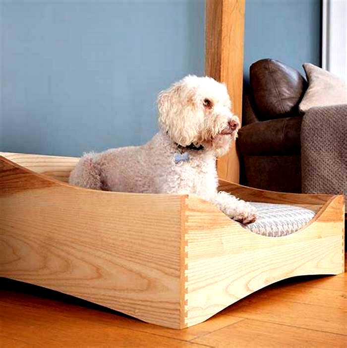 Specialty Pet Beds Spoiling Your Dog with Exceptional Comfort