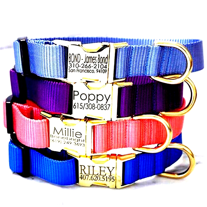 Specialty Pet Collars Spoiling Your Dog with Exceptional Accessories