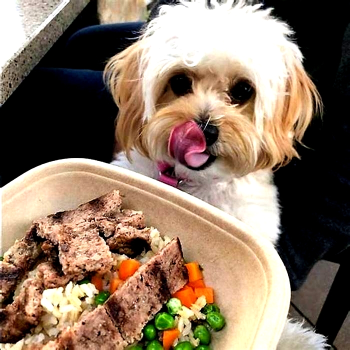 Specialty Pet Meals: Providing Your Dog with Exceptional Dining Experiences