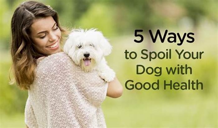 Specialty Pet Treatments: Spoiling Your Dog with Exceptional Care