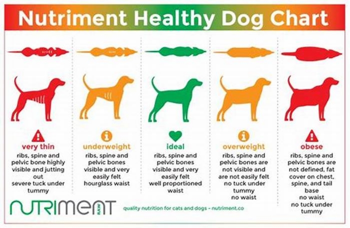 Supporting Canine Health: The Role of Gain Dog Food in Your Dog's Life