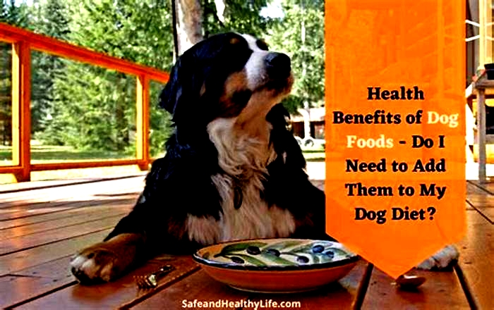 Supporting Your Dog's Health Journey: The Benefits of Gain Dog Food