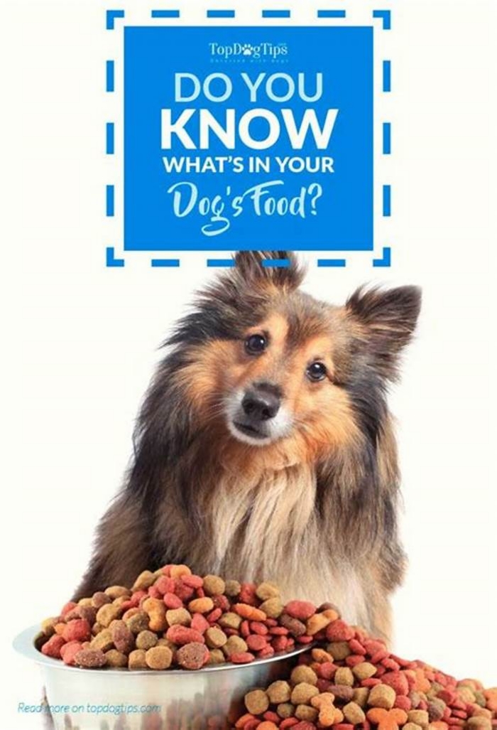 Supporting Your Dog's Well-Being: Understanding the Impact of Gain Pet Food