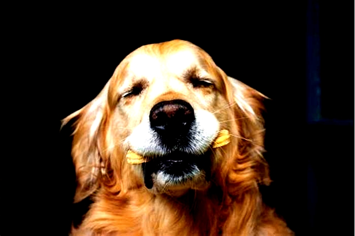 Tail Wagging Biscuits Exploring Unique Dog Biscuits