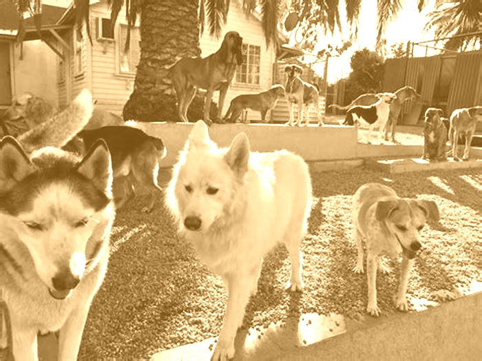 Tail Wagging Houses Exploring Unique Dog Houses