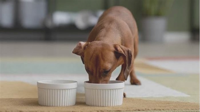 Tail-Wagging Nutrition: Discovering the Benefits of Gain Pet Food