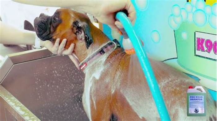 Tail-Wagging Shampoos: Exploring Unique Dog Shampoos