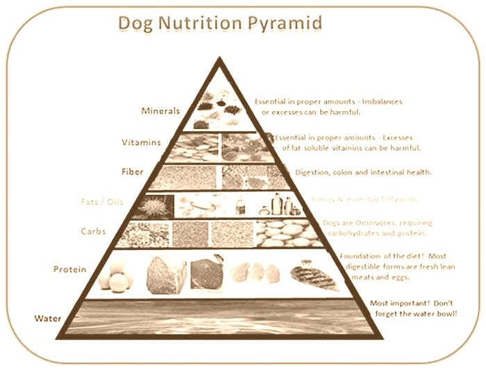 Understanding Gain Dog Food A Comprehensive Guide to Canine Nutrition