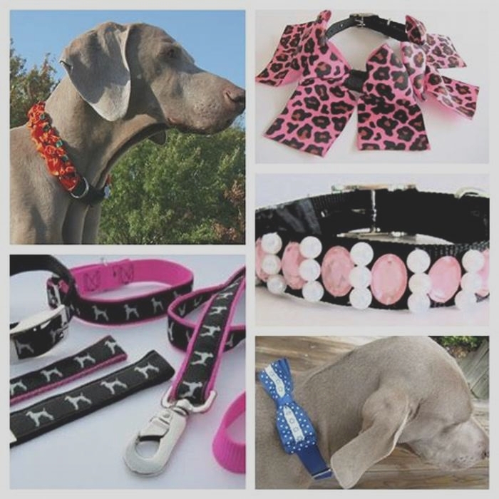 Unique Pet Accessories Providing Specialty Accessories for Your Dog